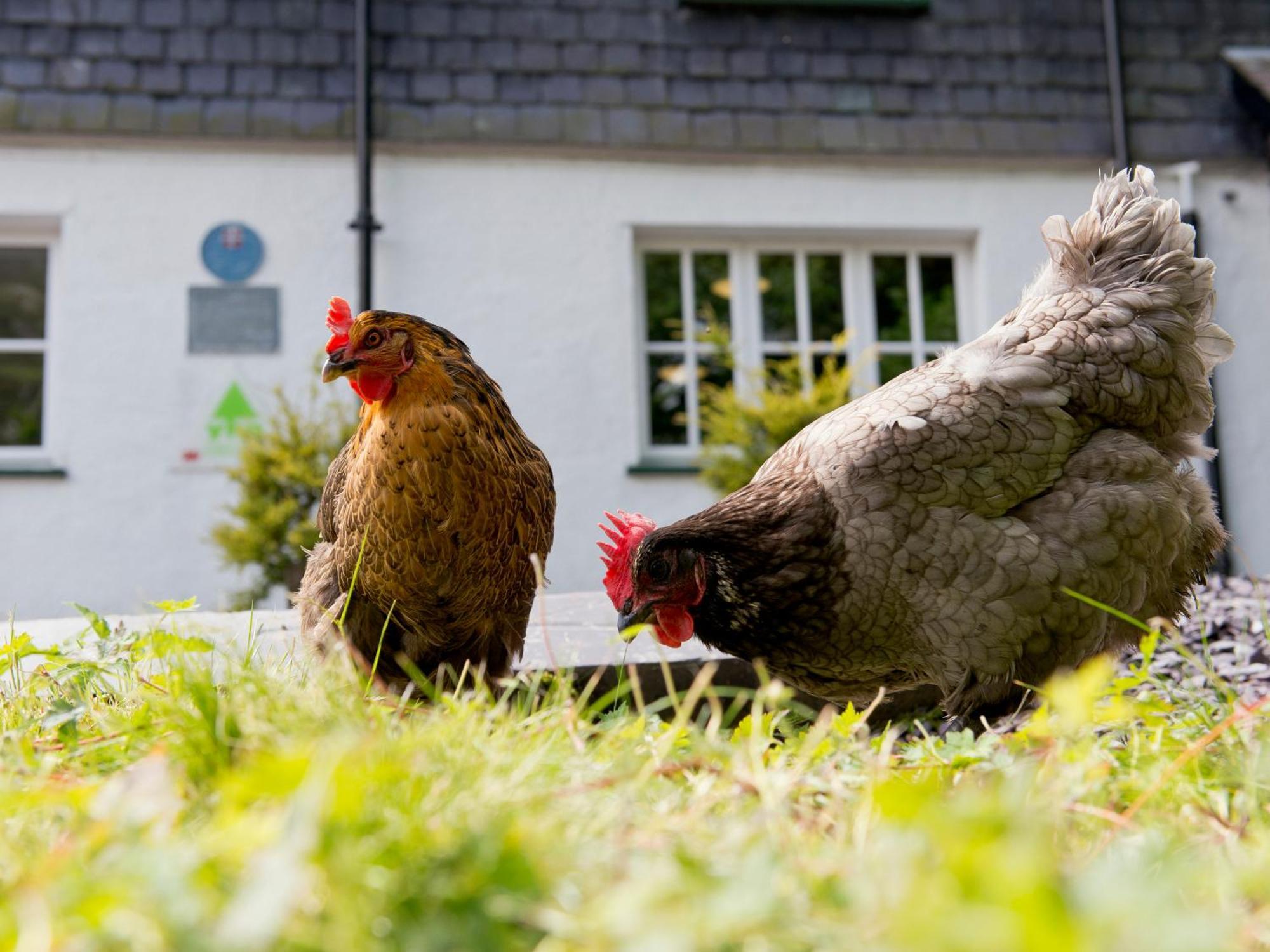 Yha Idwal Cottage Bethesda Bagian luar foto